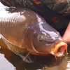Profile picture for user Carp Man